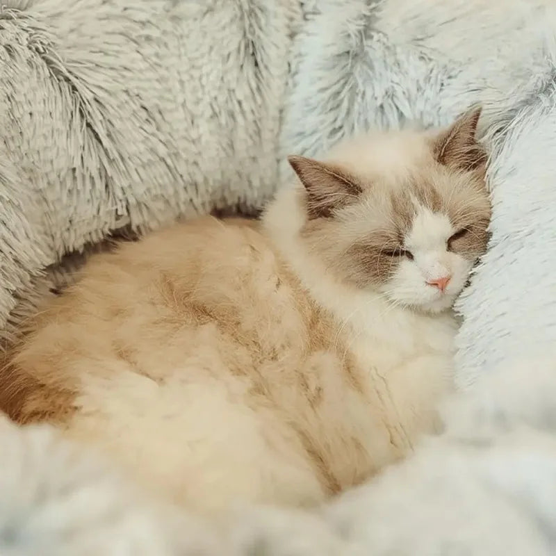 Cat Bed and Tunnel